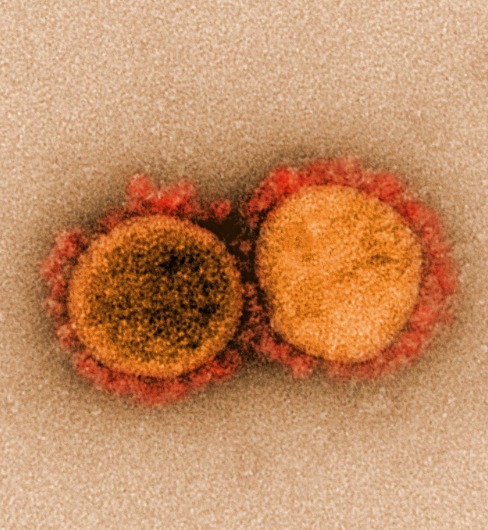 Corona virus photos 