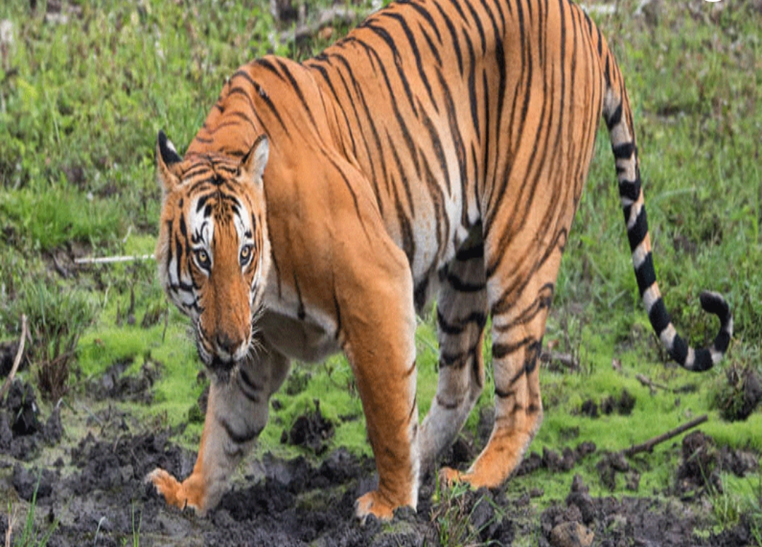 పెద్దపులి కలకలం.. భయాందోళనలో ప్రజలు