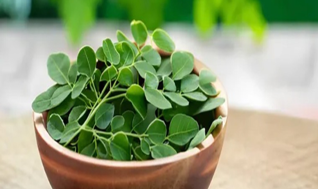 మునగాకు బెనిఫిట్స్ తెలిస్తే అస్సలు వదిలిపెట్టరు..!