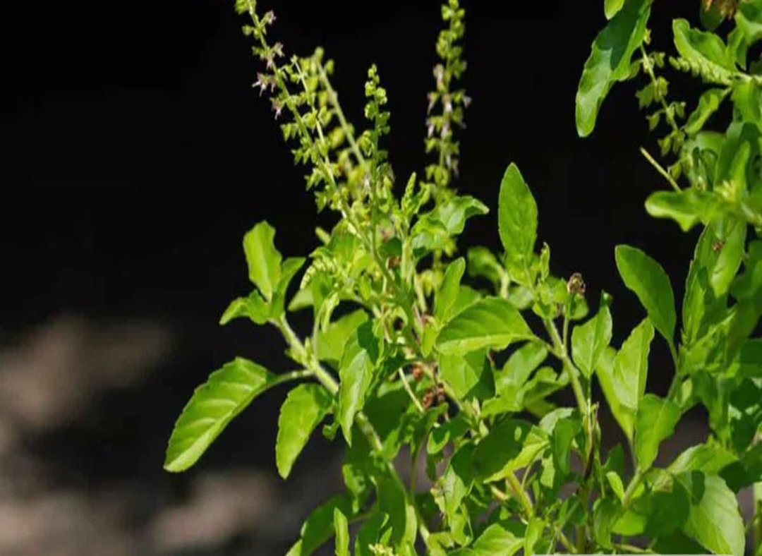 రోజూ పరగడపునే ఈ ఆకులను తింటే..