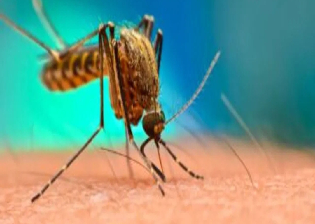 డెంగ్యూ వచ్చిన తర్వాత ప్లేట్ లెట్లు ఎందుకు తగ్గుతాయి..?