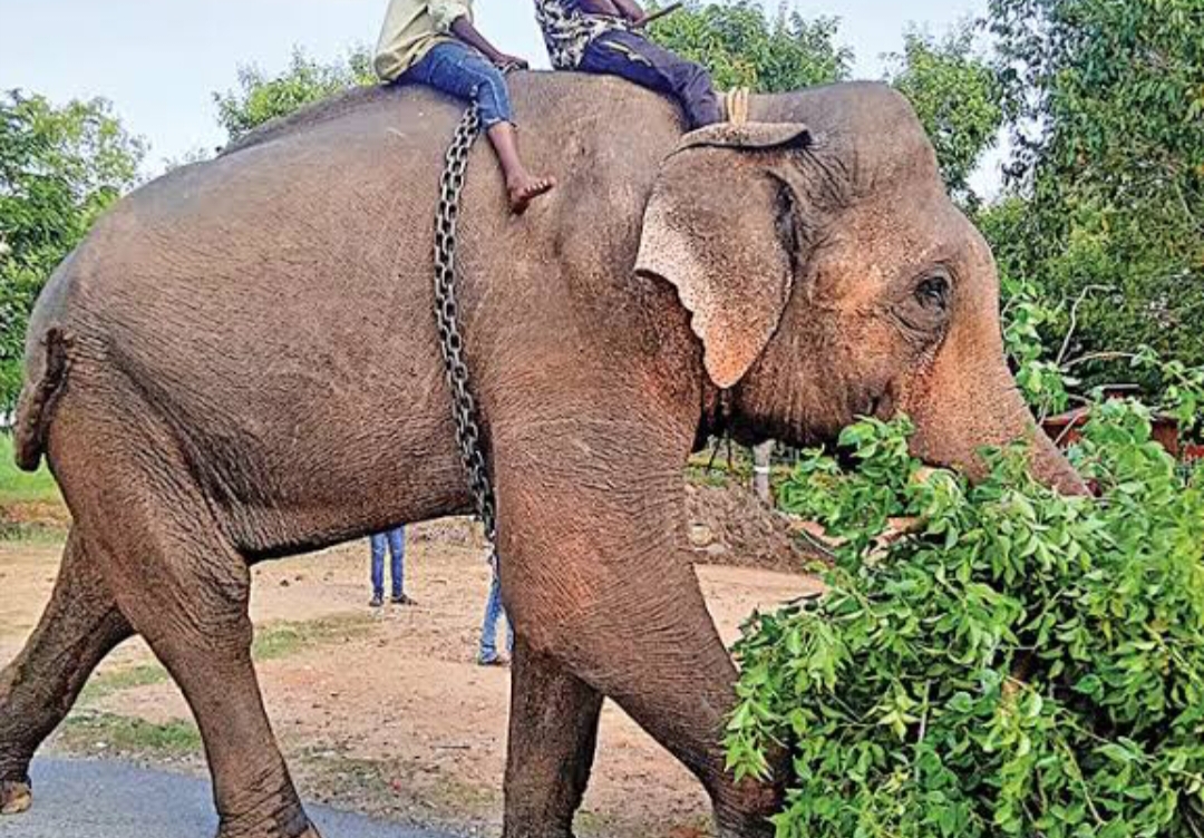 అపరేషన్ కుంకీ సక్సెస్