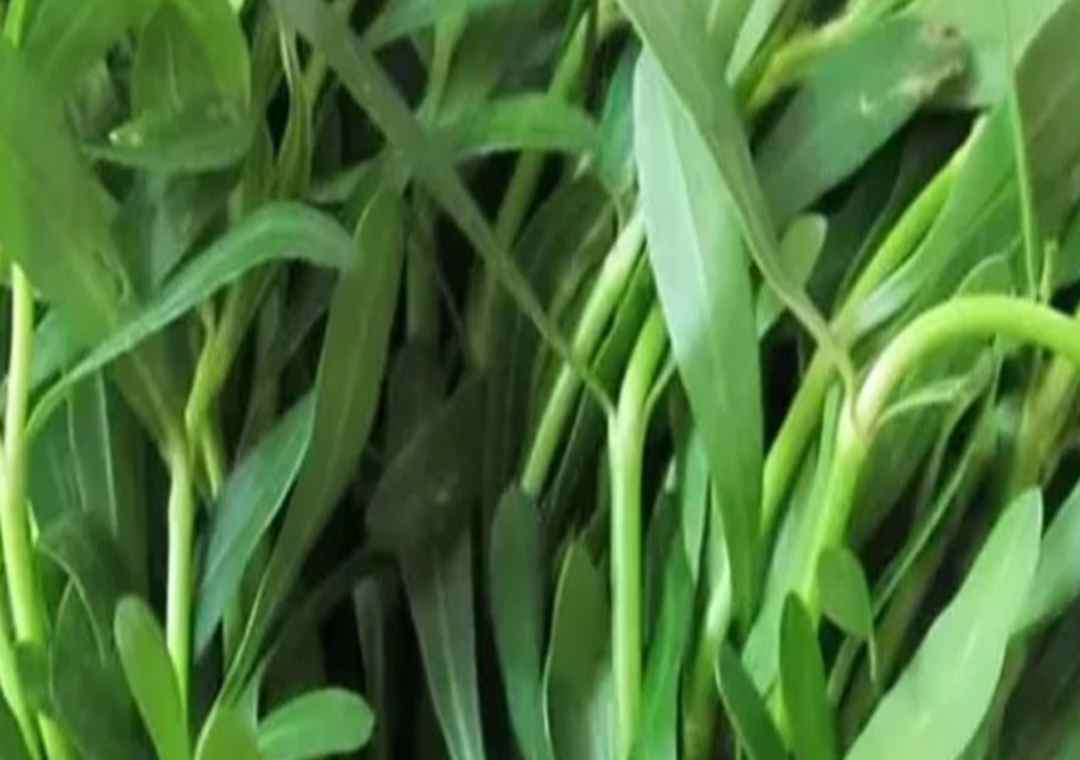 పొన్నగంటి కూరతో ఆరోగ్య ప్రయోజనాలు