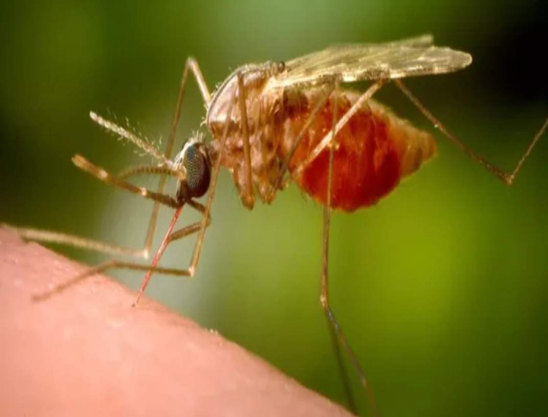 మళ్లీ భయపెడుతున్న చికెన్ గున్యా