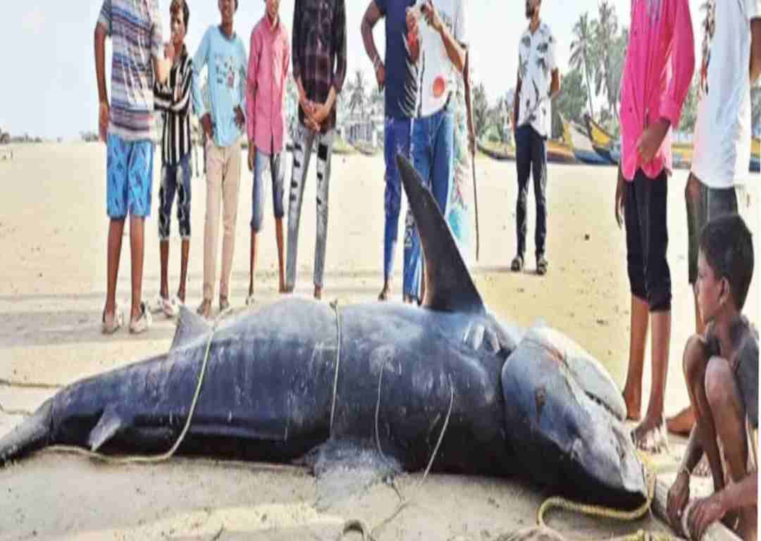 అర టన్ను సొర రూ.34 వేలు