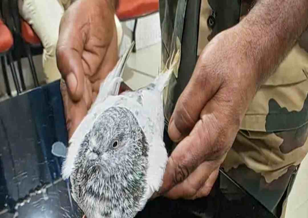 పావురం సందేశం.. సరిహద్దులో హై అలెర్ట్