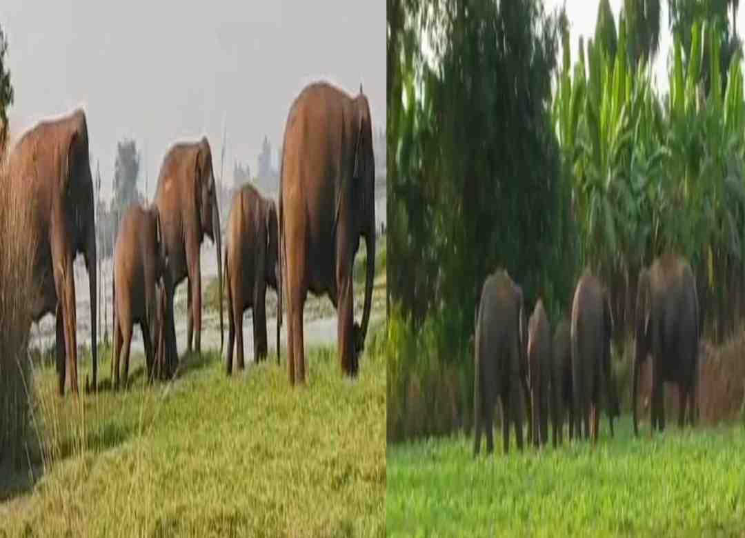 గజ యాప్ తీసుకొచ్చిన సర్కార్