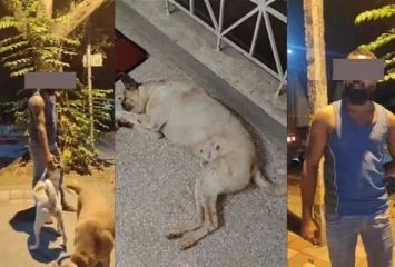 కుక్కలతో లైంగిక సంబంధం.. చివరికి అలా..
