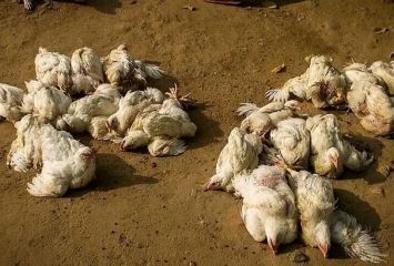 మళ్ళీ బర్డ్ ఫ్లూ కలకలం