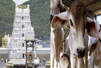 గోశాలలో 100 ఆవులు మృతి.. స్పందించిన టీటీడీ