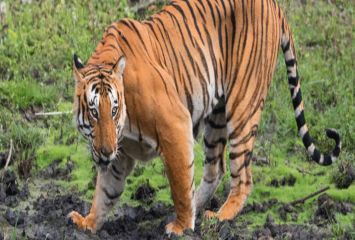 పెద్దపులి కలకలం.. భయాందోళనలో ప్రజలు