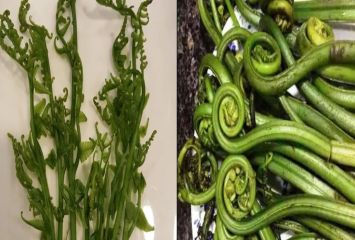 ప్రపంచంలోనే బలమైన ఆహారం ఇదే..