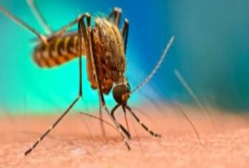 డెంగ్యూ వచ్చిన తర్వాత ప్లేట్ లెట్లు ఎందుకు తగ్గుతాయి..?