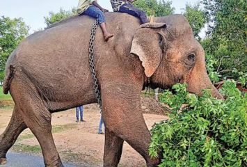 అపరేషన్ కుంకీ సక్సెస్