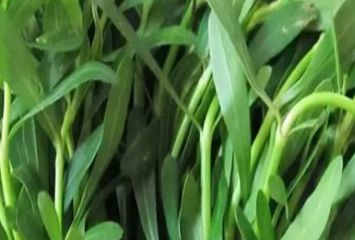 పొన్నగంటి కూరతో ఆరోగ్య ప్రయోజనాలు