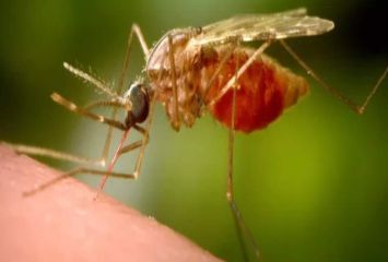 మళ్లీ భయపెడుతున్న చికెన్ గున్యా