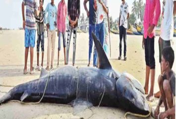 అర టన్ను సొర రూ.34 వేలు