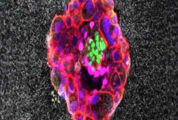 వైద్యరంగంలో మరో అద్భుతం