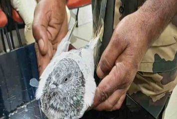 పావురం సందేశం.. సరిహద్దులో హై అలెర్ట్