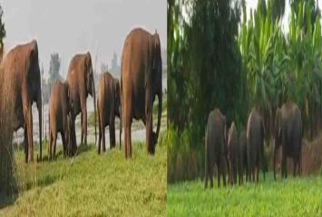 గజ యాప్ తీసుకొచ్చిన సర్కార్