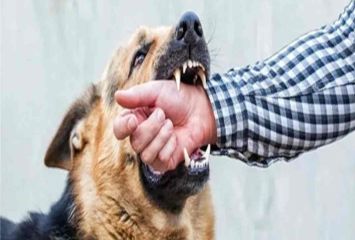 గంటకు 14 మందిని కరుస్తున్న గ్రామ సింహాలు